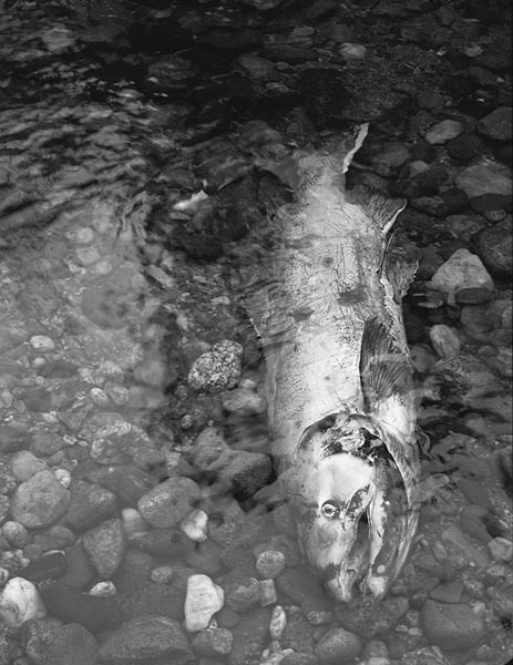 deadsalmon