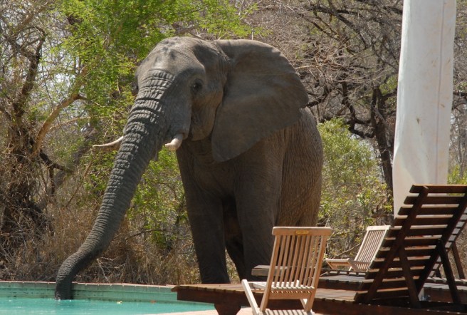 Elephant drinking from pool
