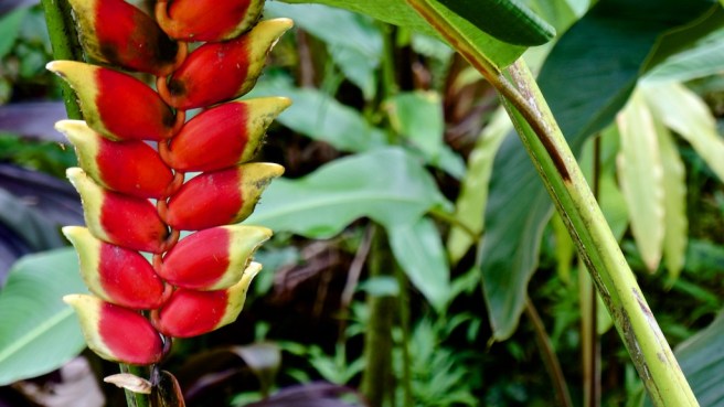 Bird of Paradise Plant