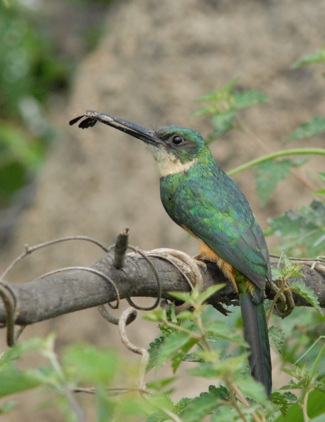 Adapted flycatcher Pantanal
