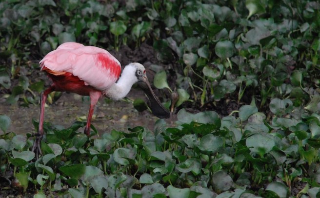 Roseate Spoonbill Pantanal